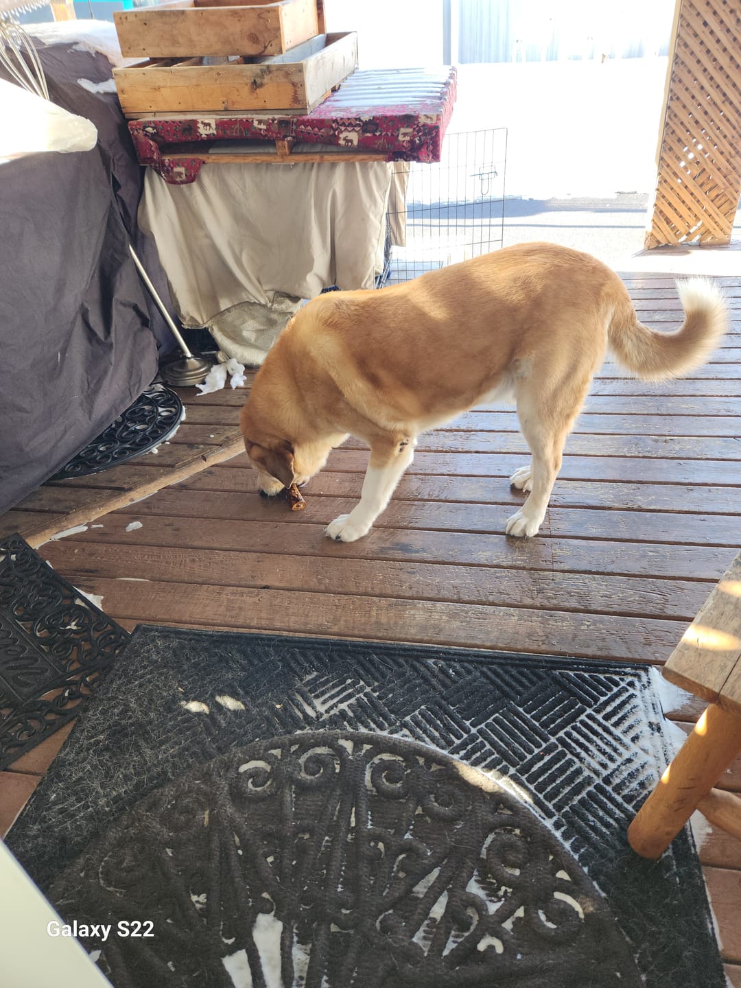 Customer photo review of 5-6 Inch Marrow Bone*