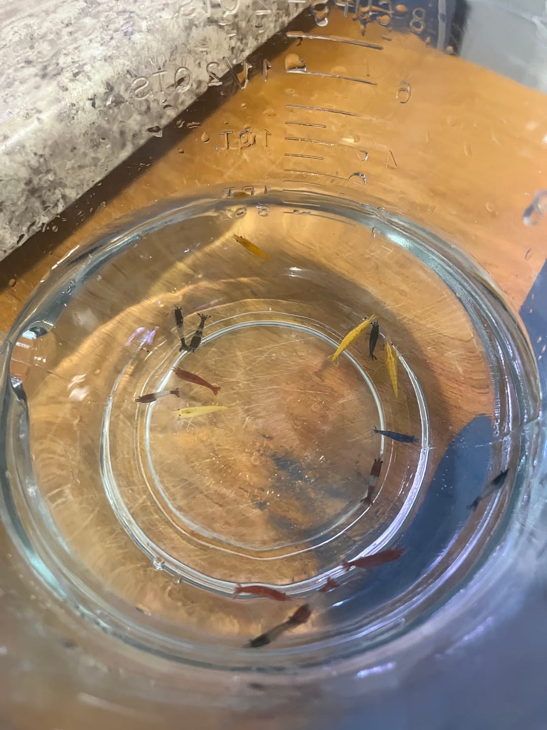 Customer photo review of Carbon Rili Shrimp