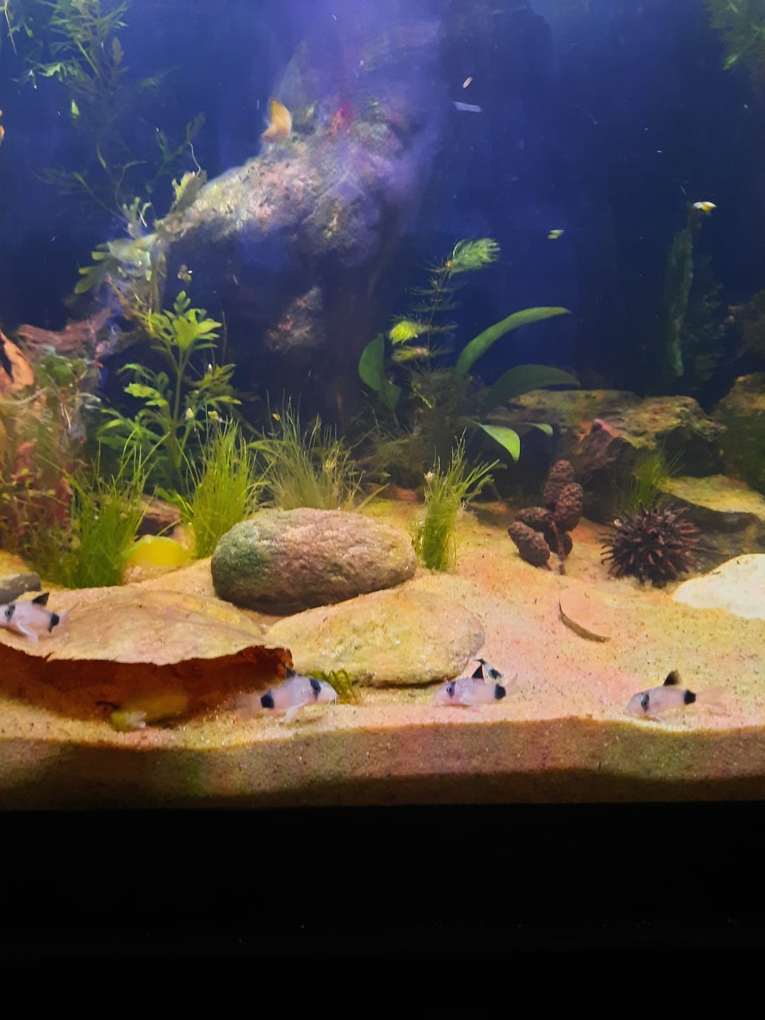Customer photo review of Panda Cory Catfish (CORYDORAS PANDA)