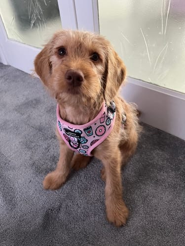 Customer photo review of Adjustable Harness – Sprinkles