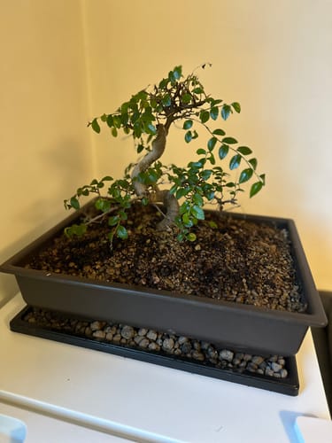 Customer photo review of SUPREMACY CB® (substrato premium ad alte prestazioni)