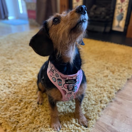 Customer photo review of Adjustable Harness Lucky Dip