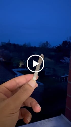 Customer video review of HHC Blütenmix 20g