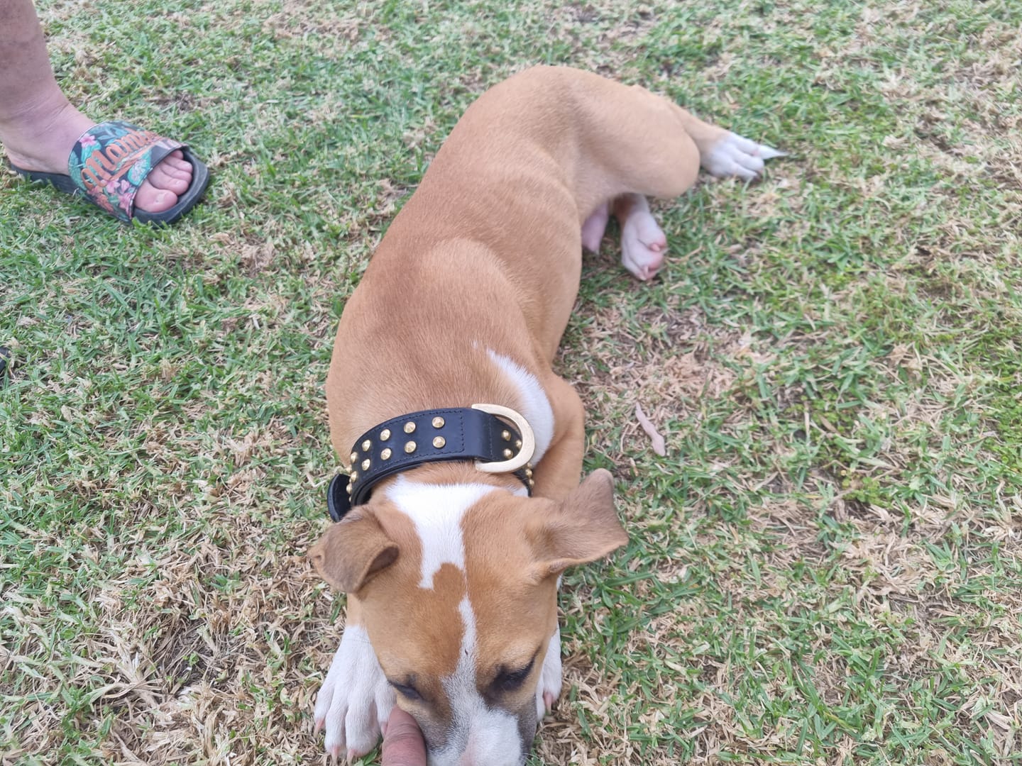 Customer photo review of Hand Made Leather Dog Collar- RuffNeck Black & Brass (Regular Fit)