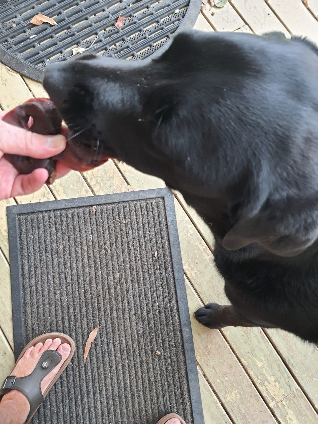 Customer photo review of Aussie Pig Snouts - tough chew!