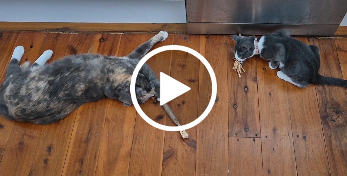 Customer video review of RYERCAT Silvervine Cat Dental Sticks (Australia)