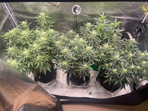 Customer photo review of bio365 BIOFLOWER 1.5cf