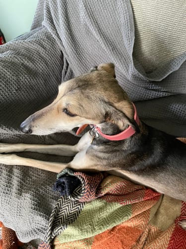 Customer photo review of Padded Sighthound Collars