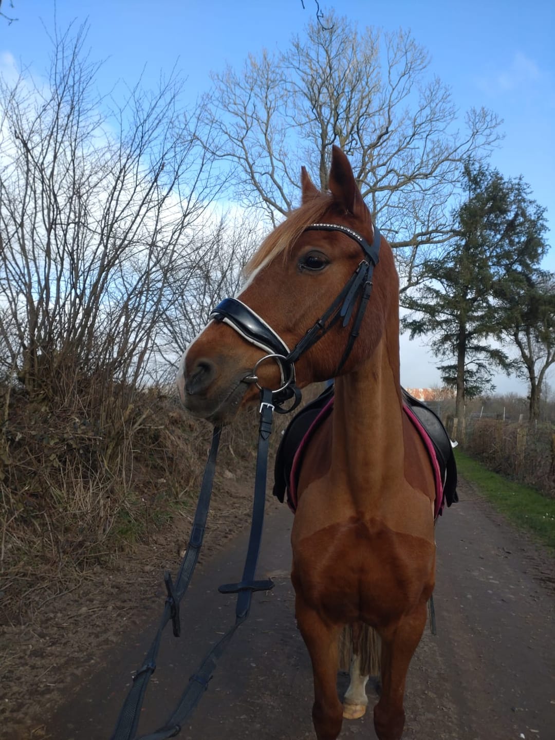 Customer photo review of Kristallkraft Femmina