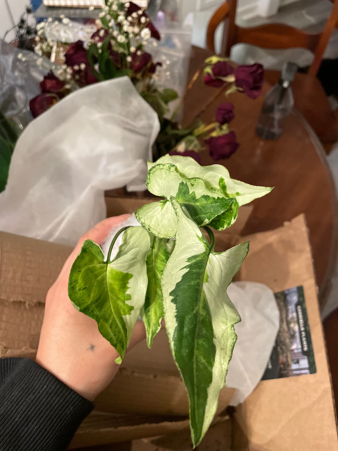 Customer photo review of Syngonium podophyllum 'Three Kings'