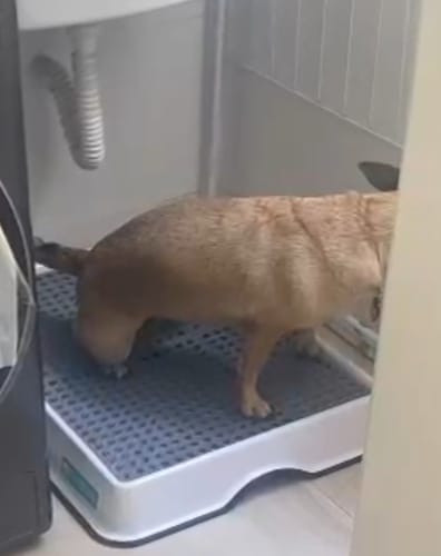 Customer photo review of Weasy Cão