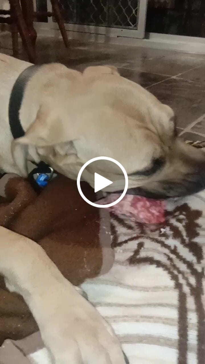 Customer video review of Standard Lamb Necks