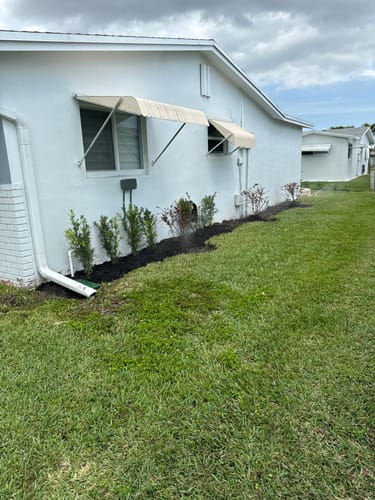 Customer photo review of Podocarpus