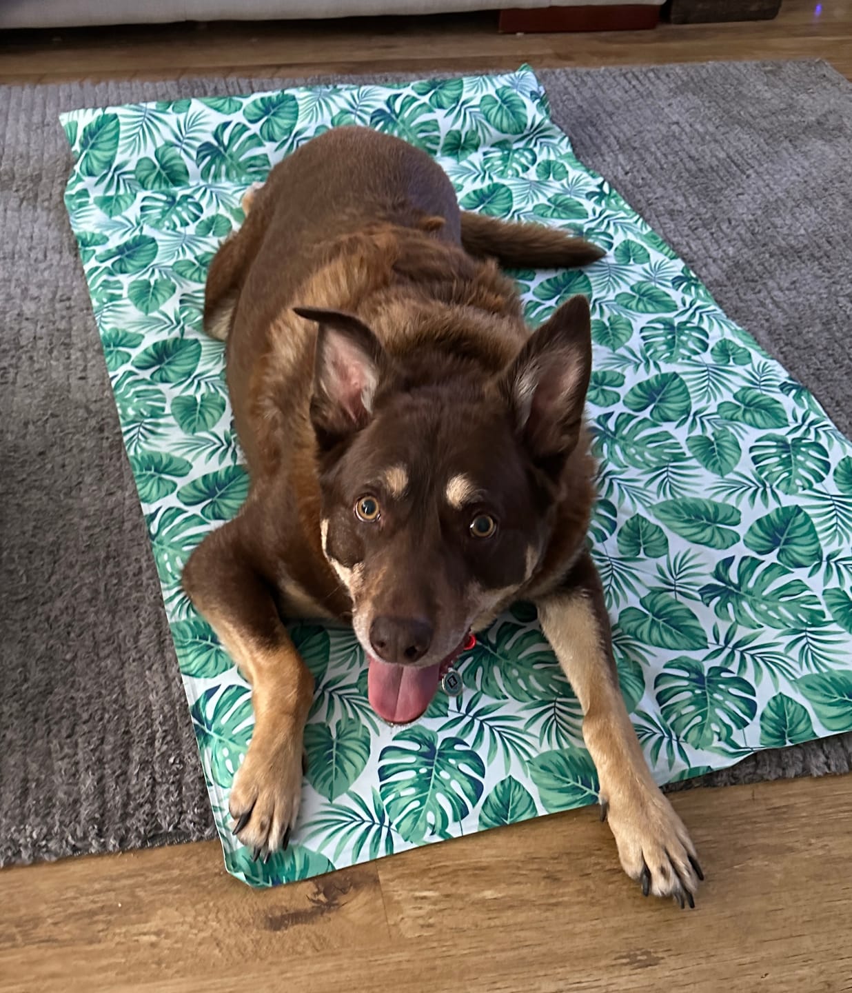 Customer photo review of PaWz Dog Summer Cooling Mat
