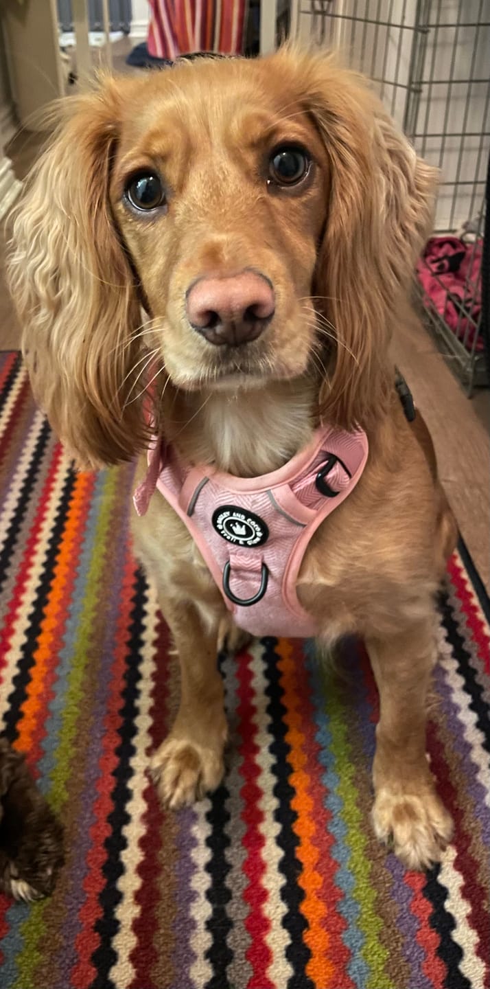 Customer photo review of Trail & Glow® Dog Harness - Bubblegum Pink Tweed