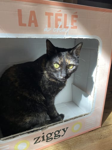 Avis photo d'un client sur Croquettes Chat Stérilisé Sans Céréales - Poulet
