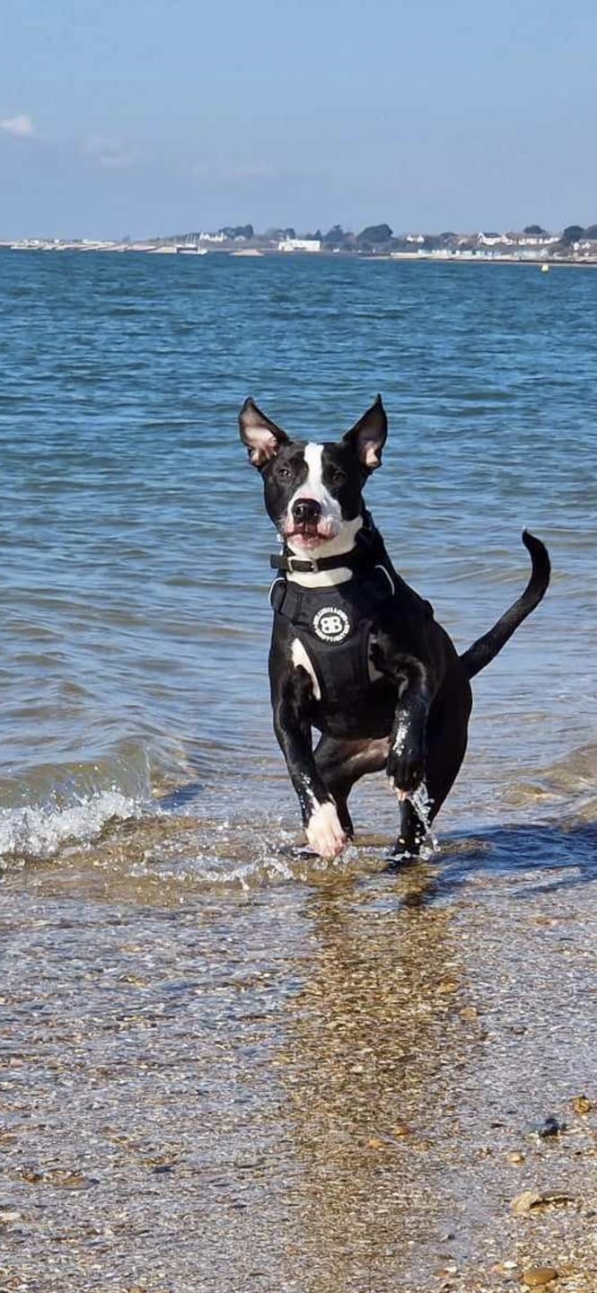 Customer photo review of Premium Comfort Harness | Non Restrictive & Adjustable - Black v2.0