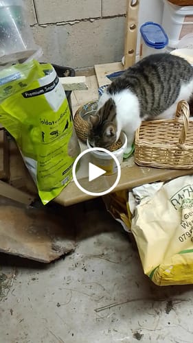 Customer video review of BSF Larven - getrocknete Soldatenfliegenlarven