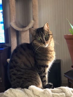 Customer photo review of Cat Hip and Joint Pain Relief - Effective Anti-inflammatory and Arthritis Pain Medicine