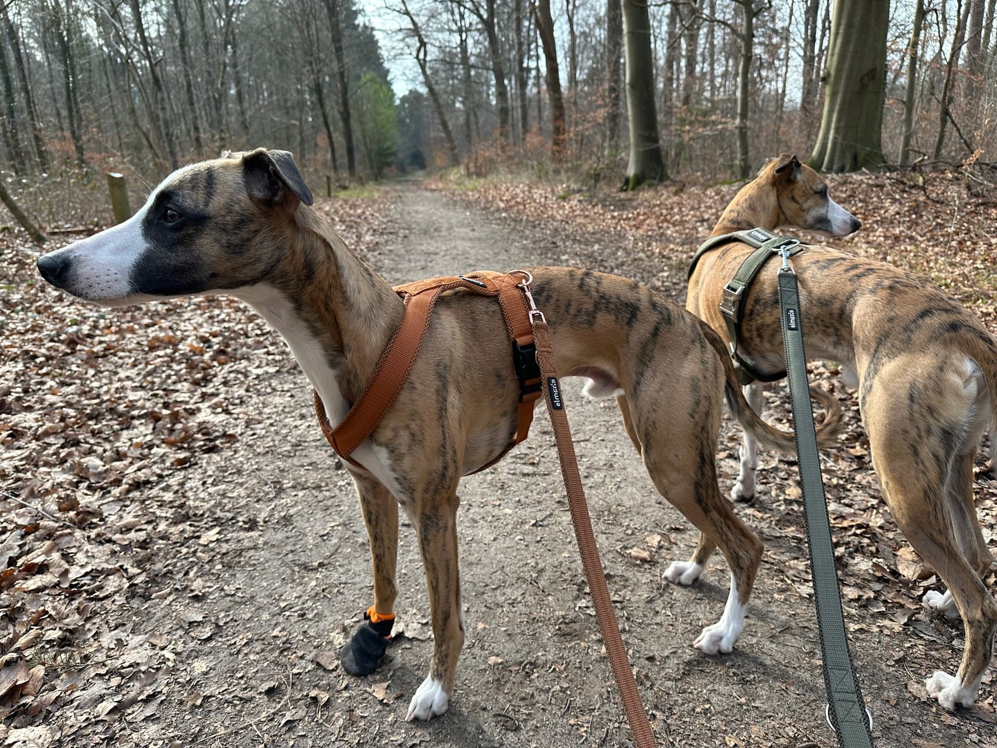 Customer photo review of Hundegeschirr PRO "Mountain Green"