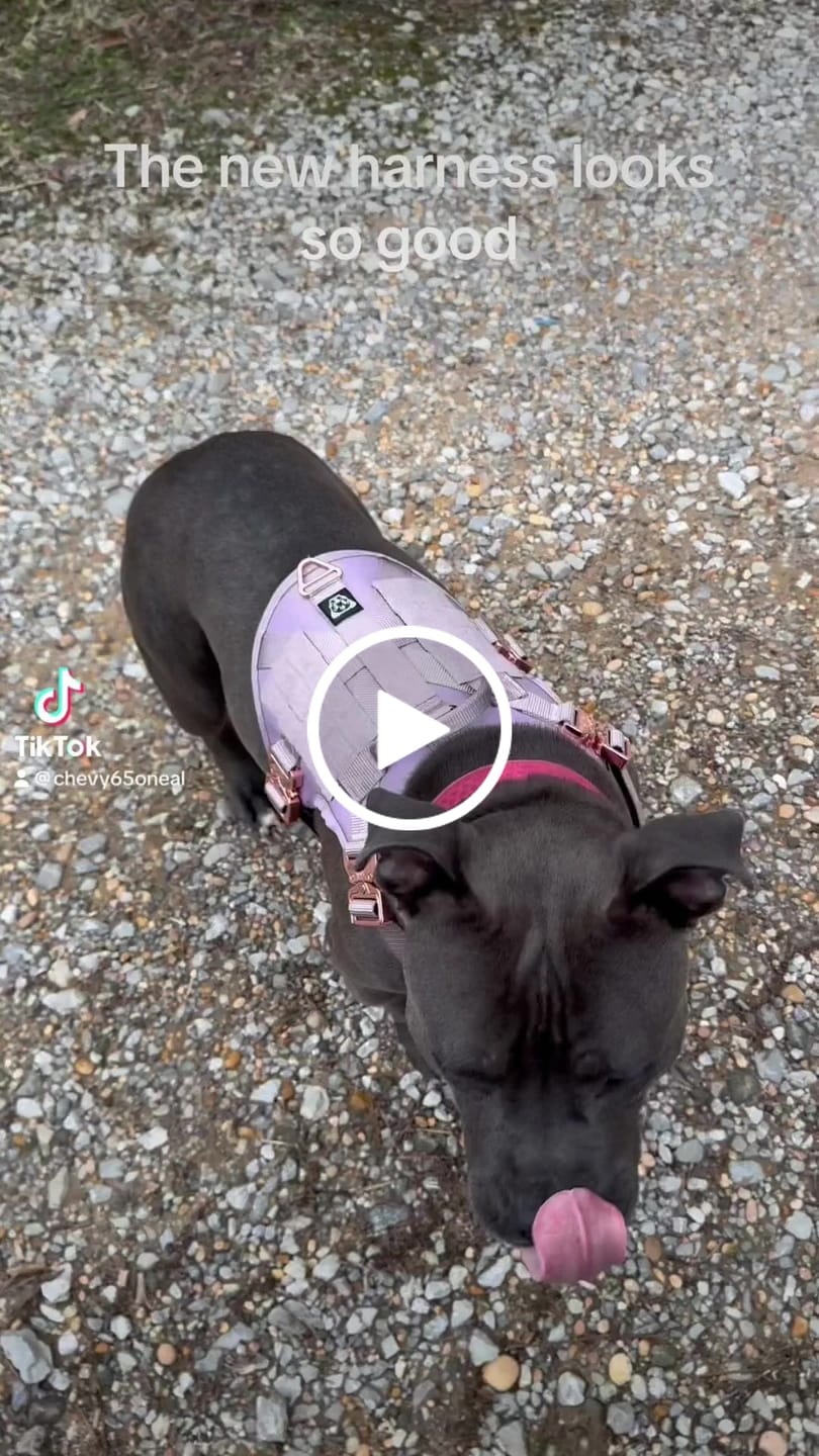 Customer video review of HNTR 3.0 Dog Harness - Sofia