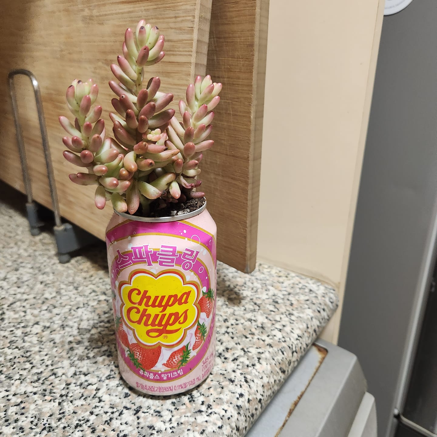 Customer photo review of Sedum x rubrotinctum 'Aurora' (Pink Jelly Bean)
