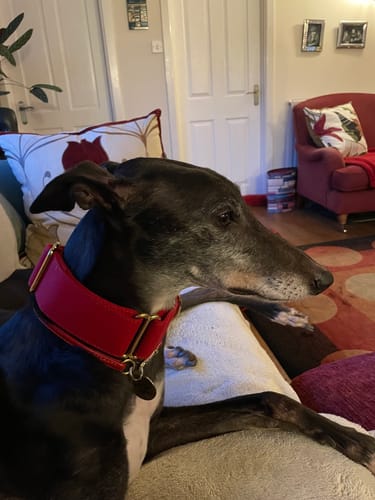 Customer photo review of Martingale Collars - Soft with Brass Fittings