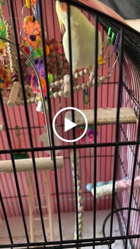 Customer video review of Bonka Bird Toys 1752 Double Disc - Colorful and Durable Bird Toy for Small to Medium Birds with Beads and Bell