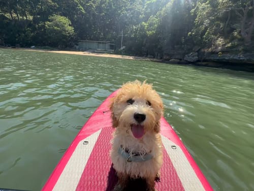 Customer photo review of Dog Harness