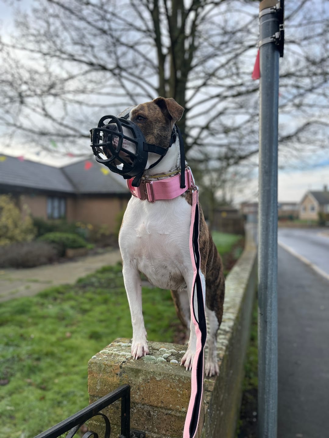 Customer photo review of Ladder Lead - Multiple Handles During Walks - Pink
