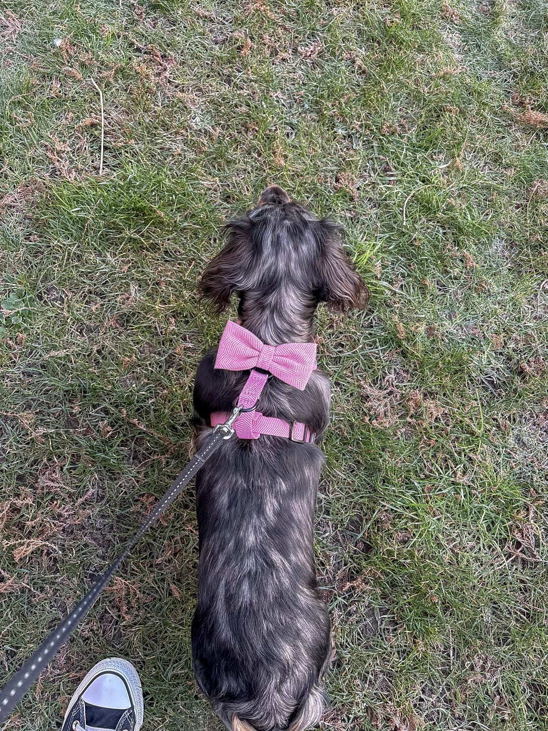 Customer photo review of Bow Tie - Bubblegum Pink Tweed