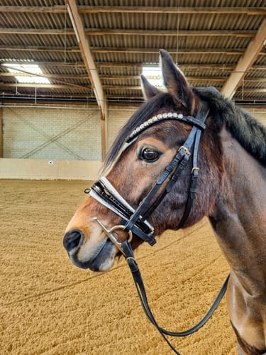 Customer photo review of Harmony Bridle - anatomische gebisslose Trense mit Crystal Stirnband