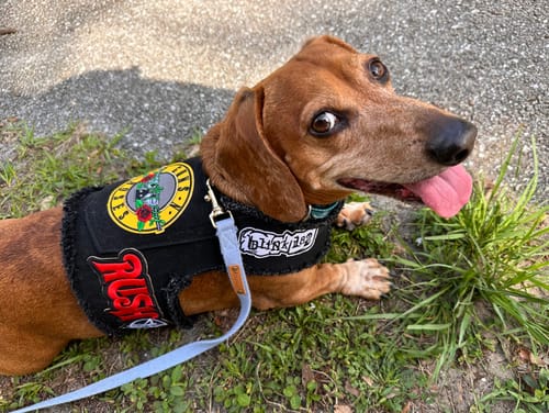 Customer photo review of Guns N' Roses Harness