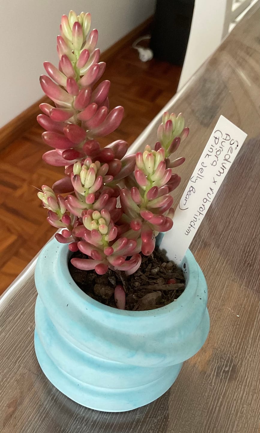 Customer photo review of Sedum x rubrotinctum 'Aurora' (Pink Jelly Bean)