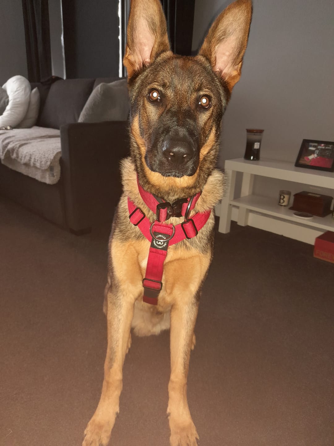 Customer photo review of TRI-Harness® | Anti-Pull, Adjustable & Durable - Dog Trainers Choice - Red v2.0