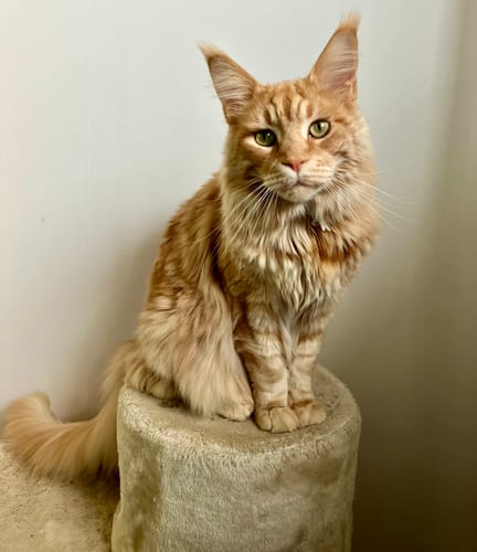 Avis photo d'un client sur Croquettes Maine Coon Stérilisé Sans Céréales - Poulet