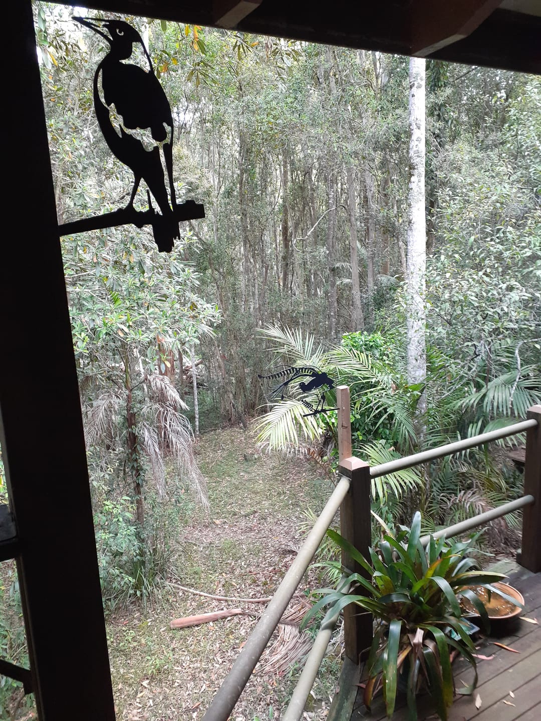 Customer photo review of Lyrebird