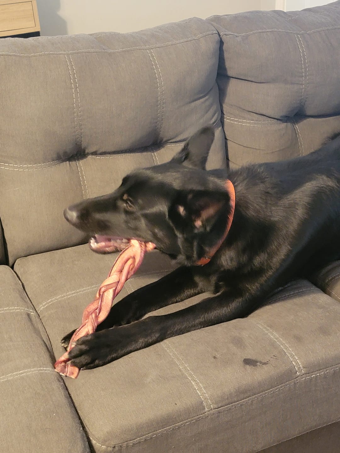 Customer photo review of 12 Inch Standard Braided Bully Stick