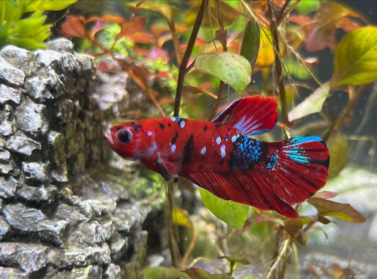 Customer photo review of Koi Red Galaxy Male Betta Fish High Grade | Buy 4 Get 1 Free | Mystery Betta