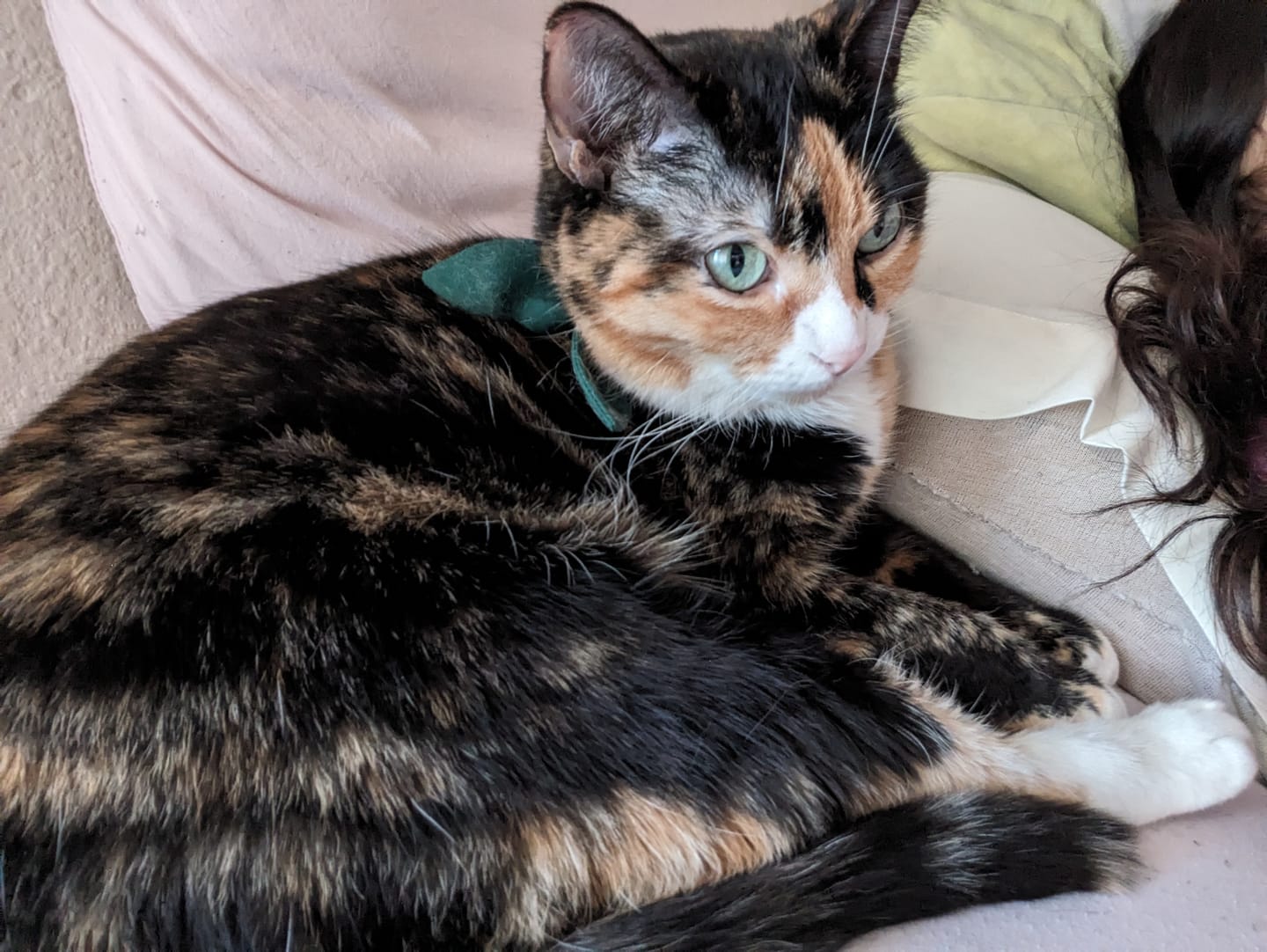 Customer photo review of Forest Green Bow Cat Collar