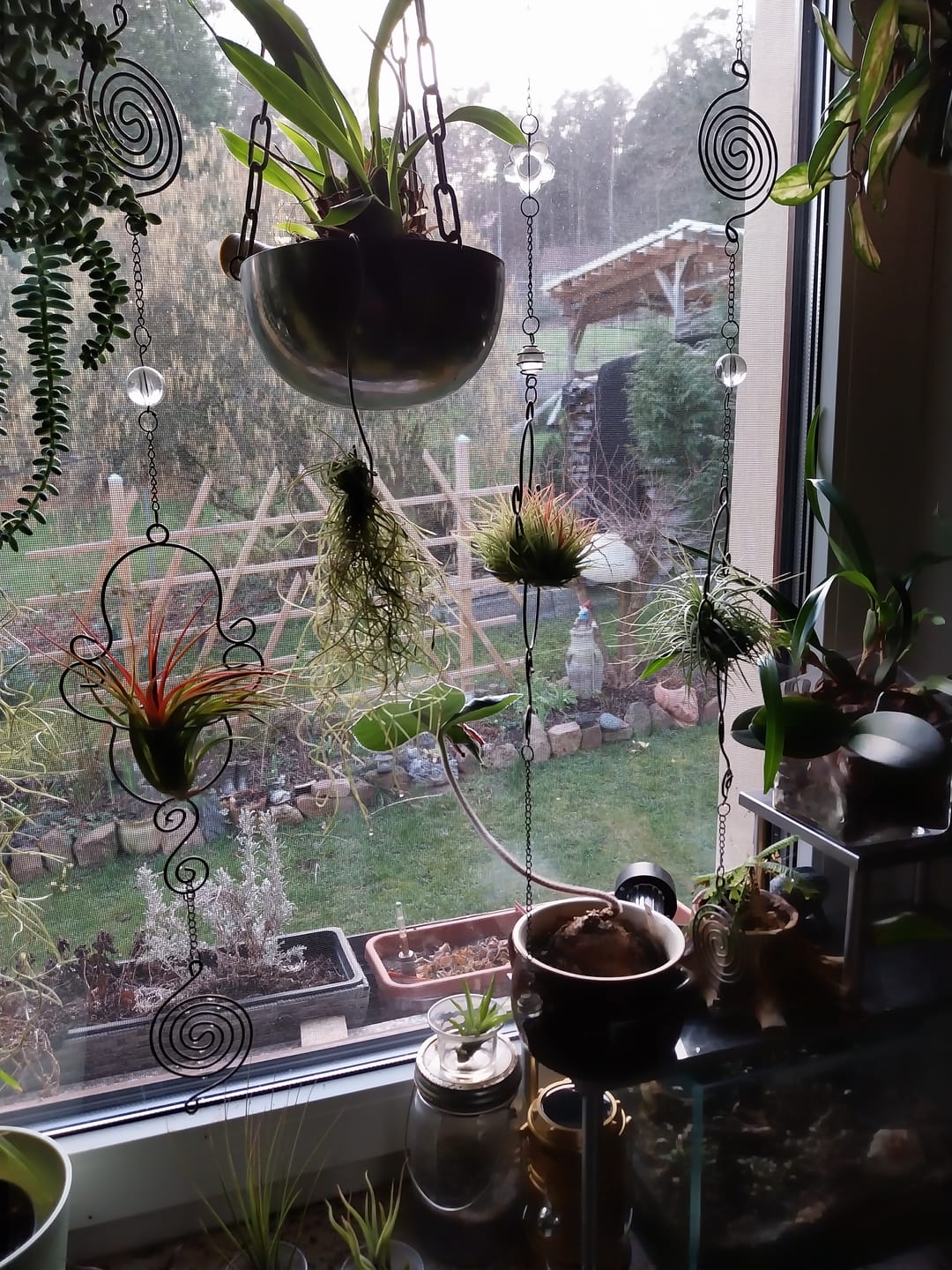Customer photo review of Tillandsia vanhyningii