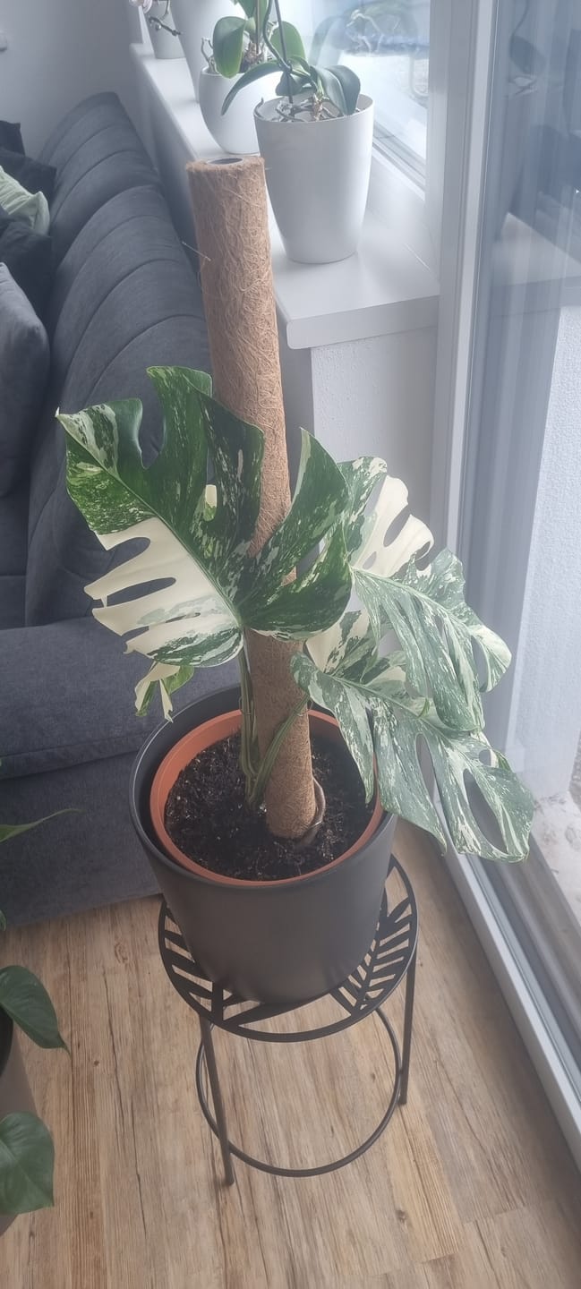 Customer photo review of Monstera Deliciosa Variegata