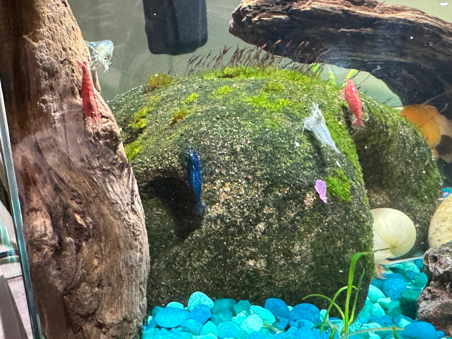 Customer photo review of Fourth Of July Shrimp Pack