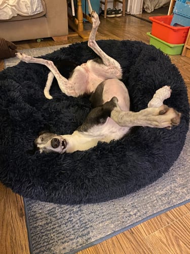 Customer photo review of Super Plush Donut Bed