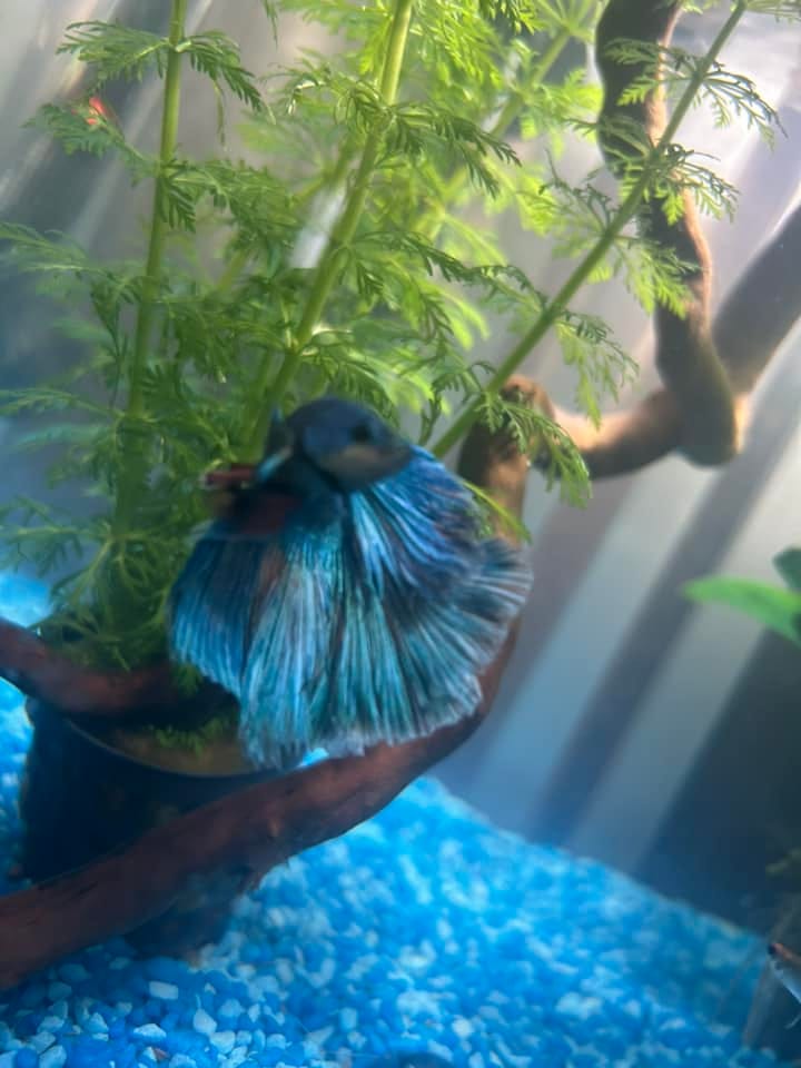 Customer photo review of Super Blue Halfmoon Male Betta Fish