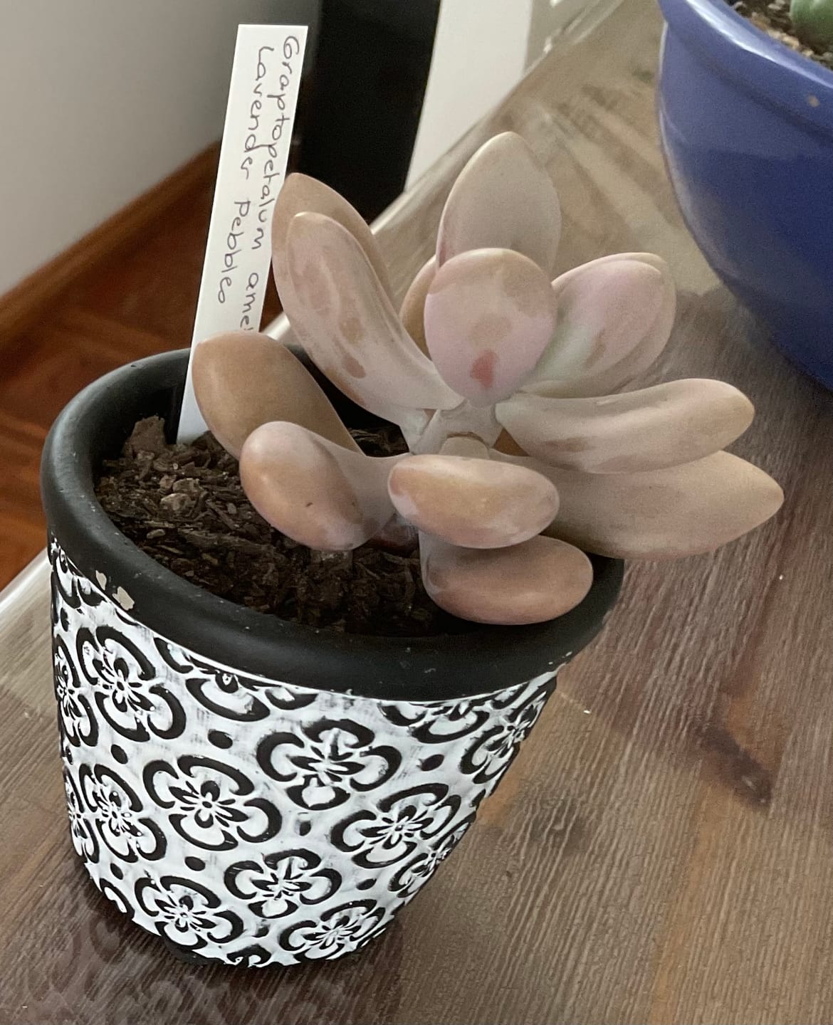 Customer photo review of Graptopetalum amethystinum - Lavender Pebbles