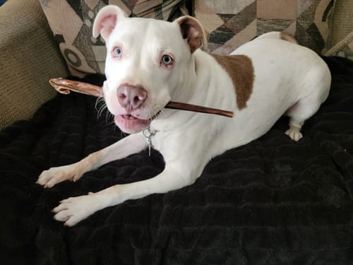 Customer photo review of Big Chewer Variety