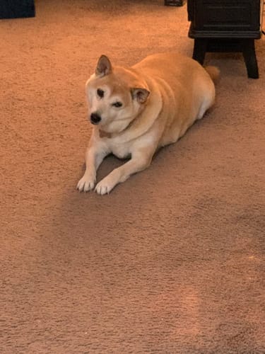 Customer photo review of Simparica Trio For Dogs 22.1-44 lbs (10-20 kg)