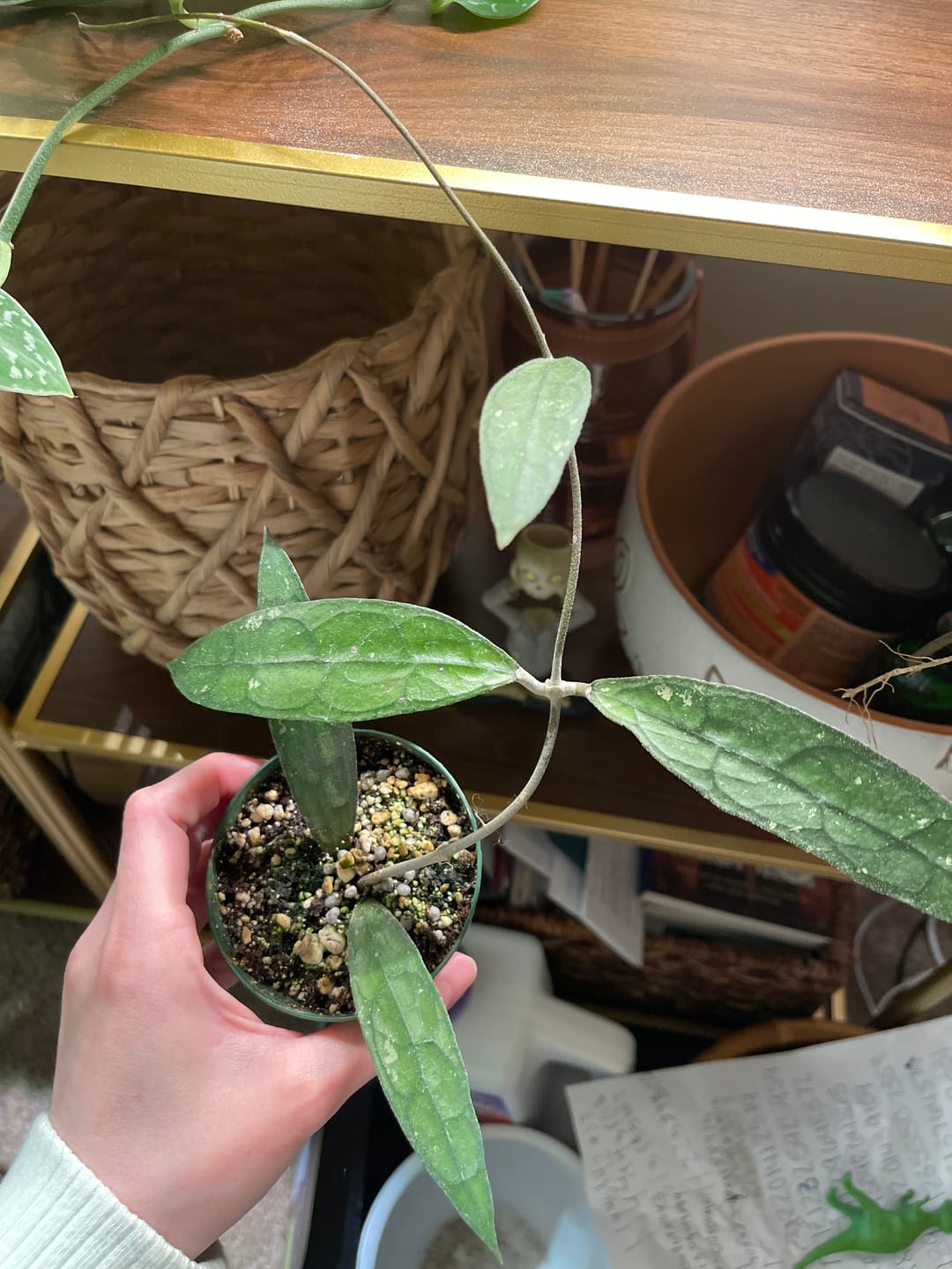 Customer photo review of Hoya clemensiorum
