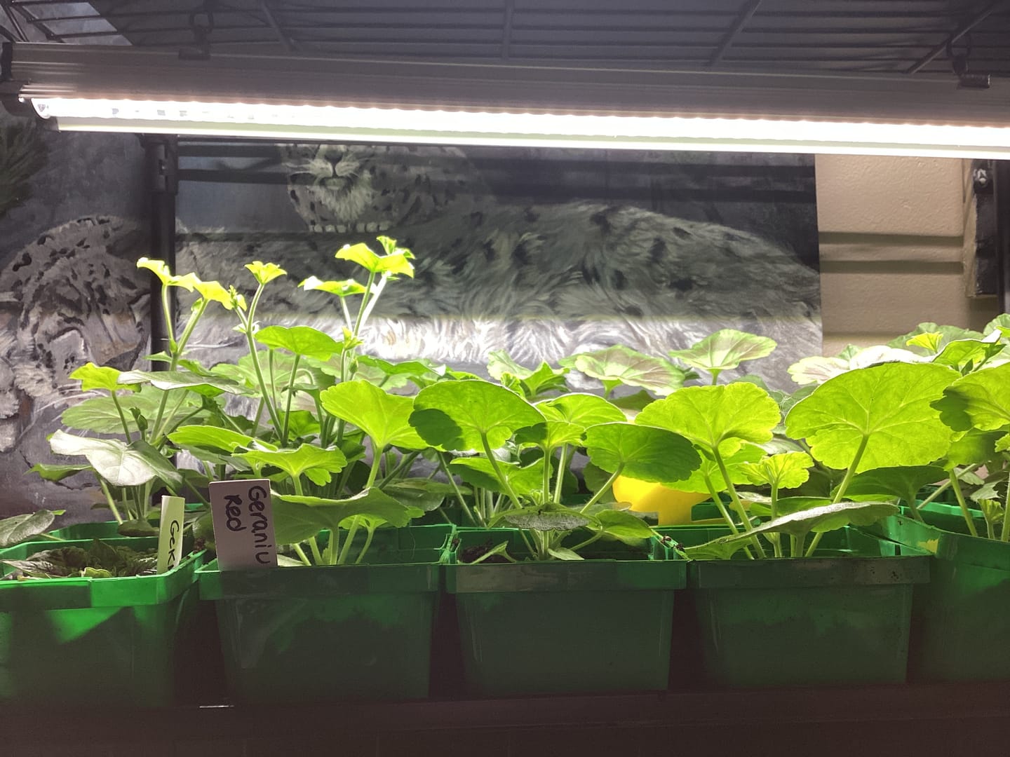 Customer photo review of Sunblaster LED High Output 6400K watt strip lights